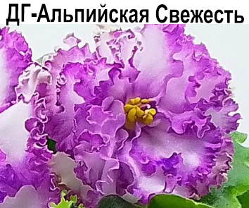 ДГ-Альпийская Свежесть  НОВИНКА