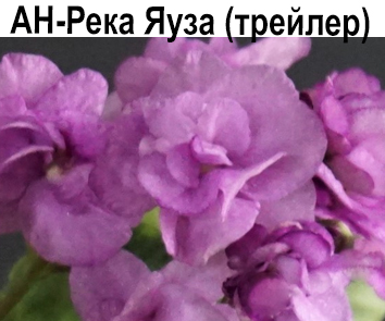 АН-Река Яуза (Андреева)