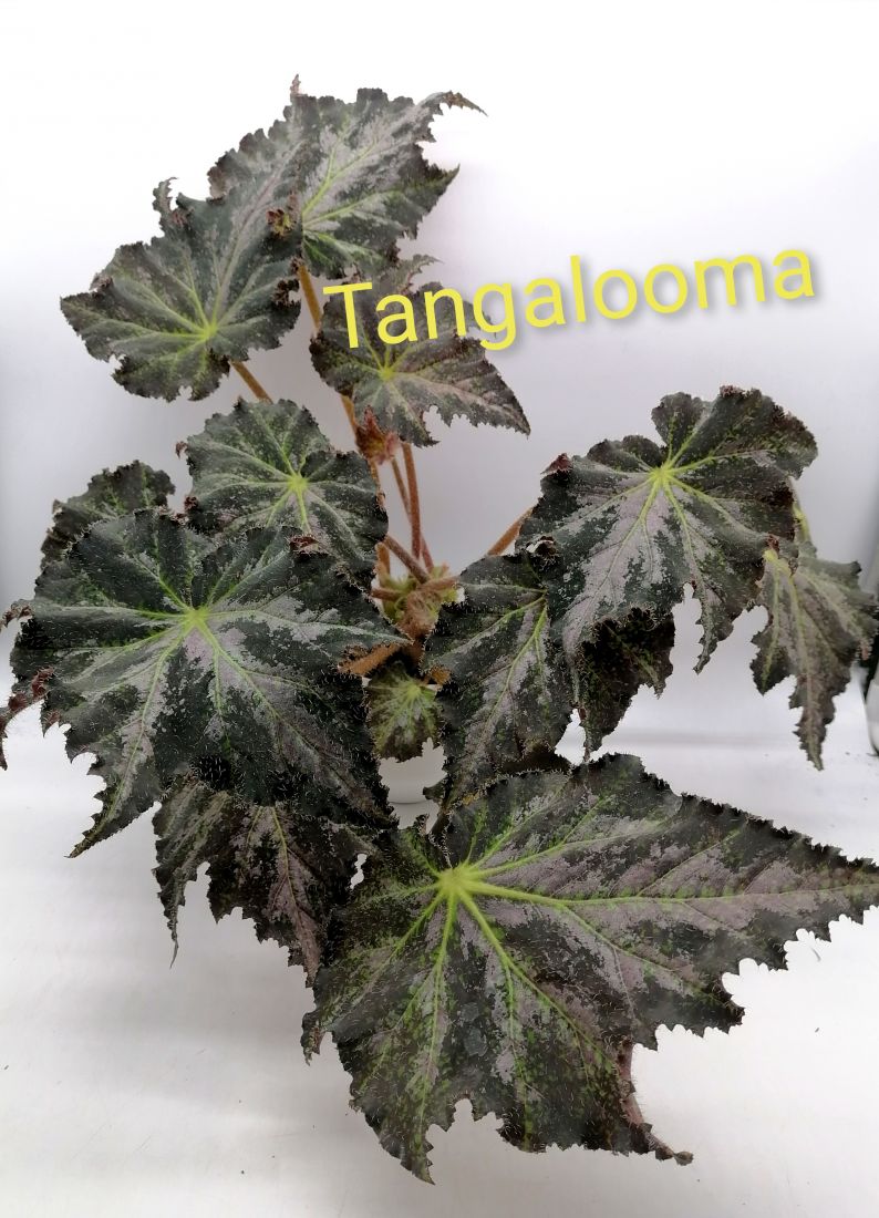 Бегония Tangalooma