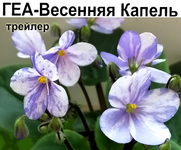 ГЕА-Весенняя Капель (Е.Галицкая)  НОВИНКА