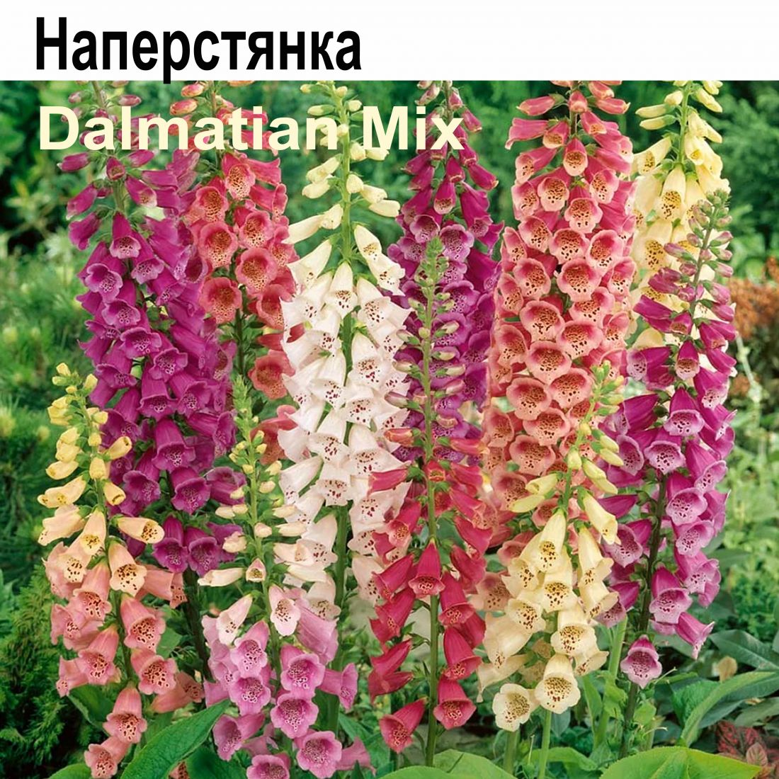 Наперстянка Далматин микс многолетник