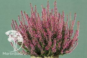 PINK BETTINA