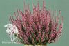 PINK BETTINA