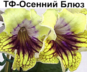 ТФ-Осенний Блюз (Фурлетова)  НОВИНКА