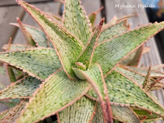 Гибридное алоэ "ментол"