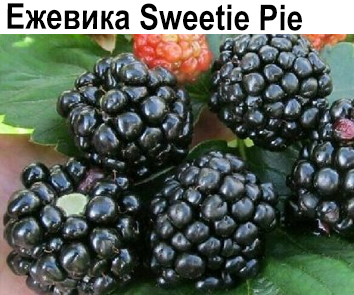Ежевика Sweetie Pie (бесшипная)