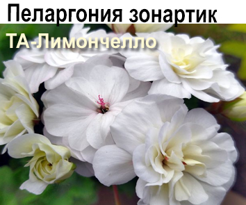 Пеларгония зонартик ТА-Лимончелло