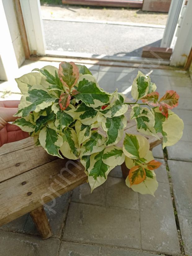 Бугенвиллия  Сан-Диего (Красная)