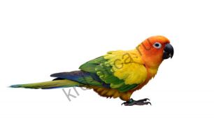Аратинга солнечная (Aratinga solstitialis) выкормыши