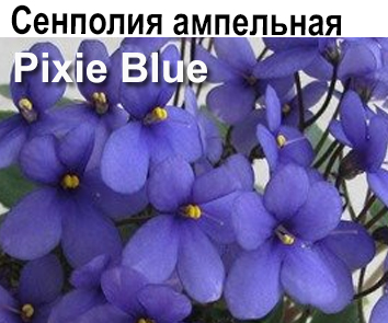 Pixie Blue