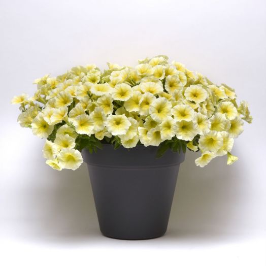 Петуния ампельная (Petunia trayling F1) E3 Easy Wave Yellow, 50 драже