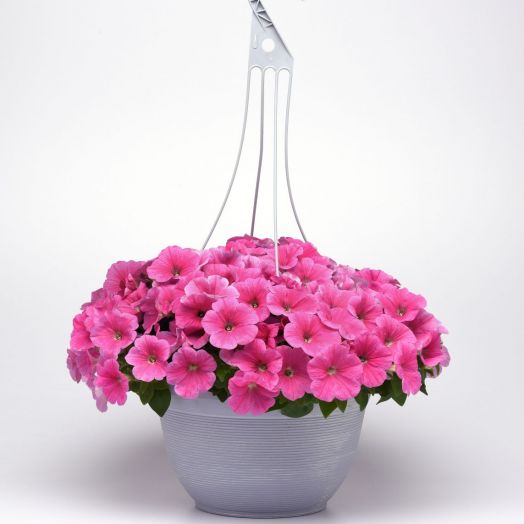 Петуния ампельная (Petunia trayling F1) E3 Easy Wave Pink Cosmo, 50 драже