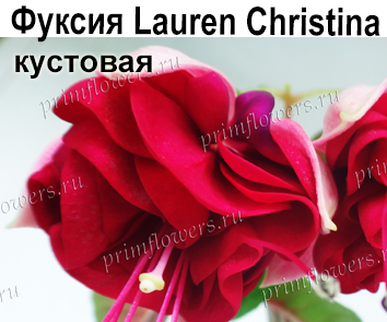 Фуксия Lauren Christina куст  НОВИНКА КАТАЛОГА!