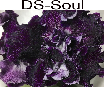 DS-Soul
