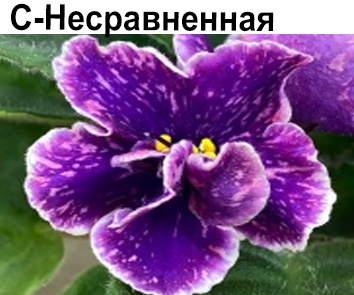 С-Несравненная