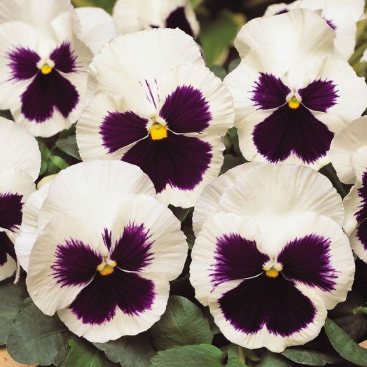 Виола виттрока (Viola wittrockiana) Matrix White Blotch, 100 семян