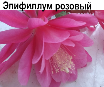 Эпифиллум розовый (лесной кактус)
