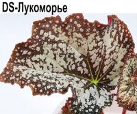 Бегония DS-Лукоморье