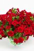 КАЛИБРАХОА CALITASTIC Bright Red