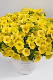 ПЕТУНИЯ CRAZYTUNIA Yello (НОВИНКА 25)