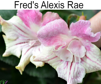 Fred"s Alexis Rae