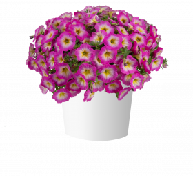 ПЕТУНИЯ Capella Pink Morn