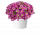 ПЕТУНИЯ Capella Pink Morn