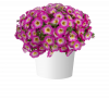 ПЕТУНИЯ Capella Pink Morn