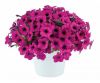ПЕТУНИЯ Ray Fuchsia