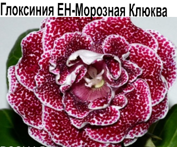Глоксиния ЕН-Морозная Клюква  НОВИНКА