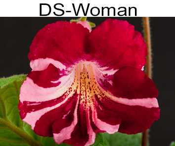 DS-Women (Диметрис)
