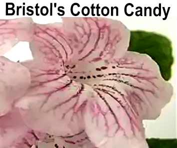 Bristol`s Cotton Candy (R. Robinson)  НОВИНКА КАТАЛОГА!