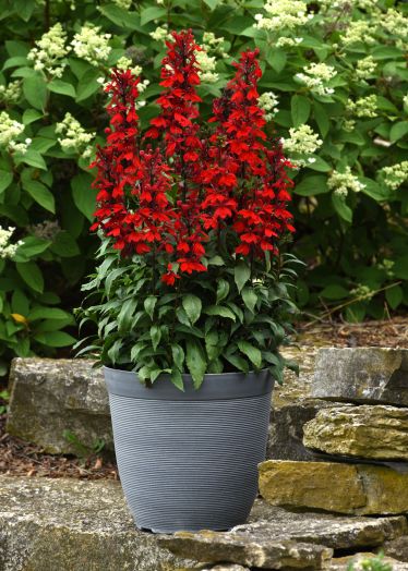 Лобелия прекрасная (Lobelia x speciosa) Starship Scarlet, 25 драже
