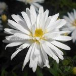 Astra-Snousprajt-1-sht