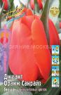 Tyulpan-Dzhiant-Oranzh-Sanrajz-Giant-Orange-Sunrise-14-16-1-sht