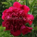 Pion-Inspektor-Laverne-2-3p-1-sht