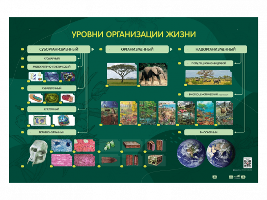 Электрифицированный стенд "Уровни организации жизни"