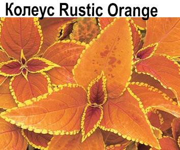 Колеус Rustic Orange