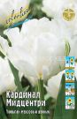 Tyulpan-Kardinal-Midcentri-Cardinal-Mindszenty-mahrovyj-rannij-11-12-1-sht