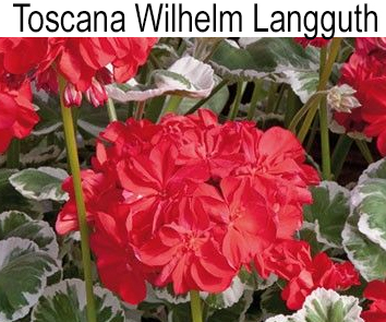 Пеларгония пестролистная Wilhelm Langguth