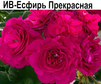 Пеларгония розебудная ИВ-Есфирь Прекрасная