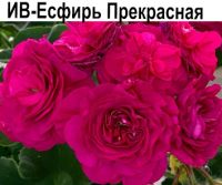 ИВ-Есфирь Прекрасная