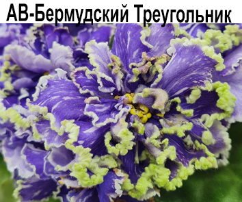 АВ- Бермудский Треугольник (А. Тарасов)