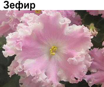 Зефир (К. Морев)