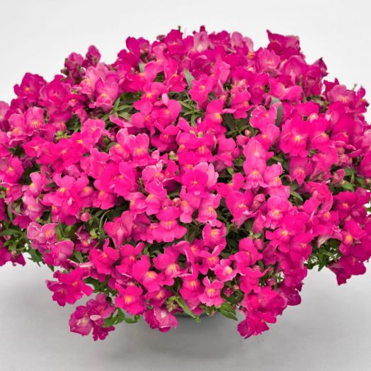 Львиный зев ампельный (Antirhinum majus pendula F1) Candy Showers Rose, 50 семян