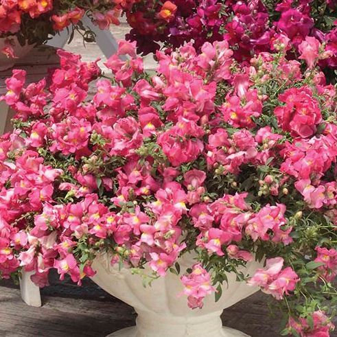 Львиный зев ампельный (Antirhinum majus pendula F1) Candy Showers Pink, 50 семян