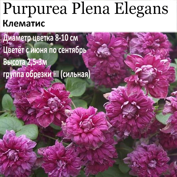 Клематис Purpurea Plena Elegans