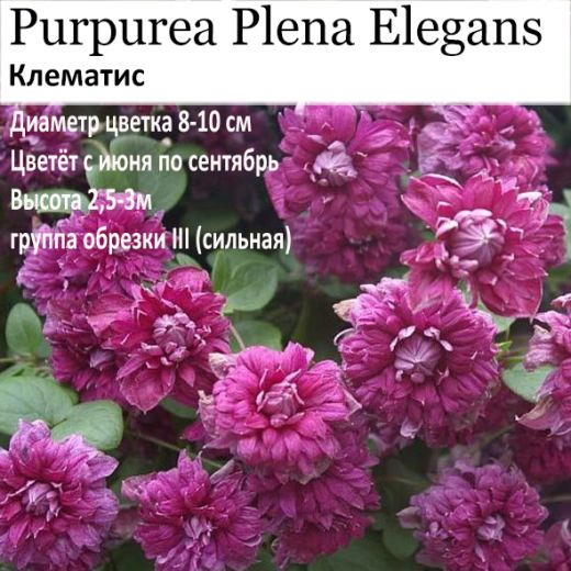 Клематис Purpurea Plena Elegans