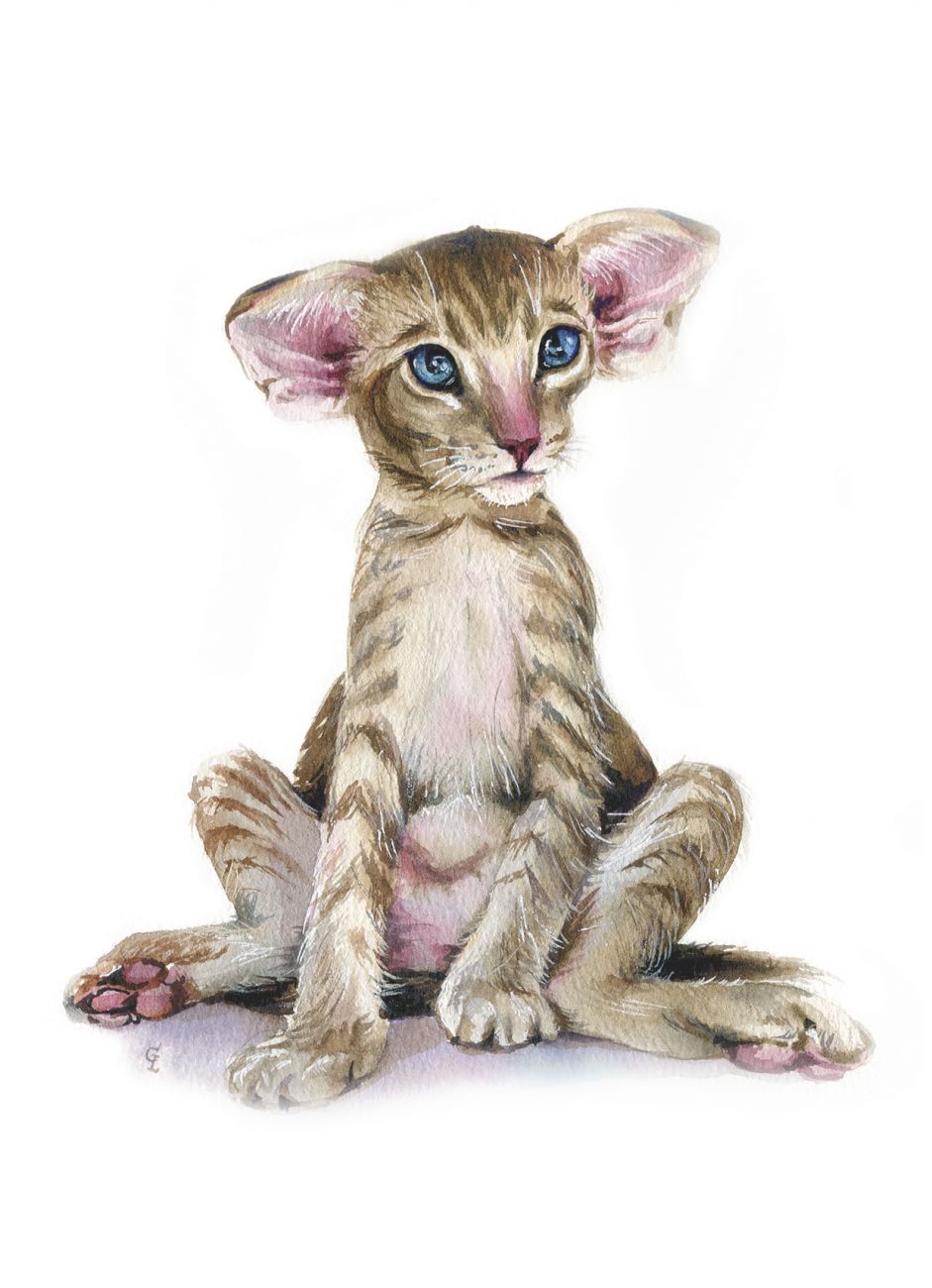 Кошачьи истории 5