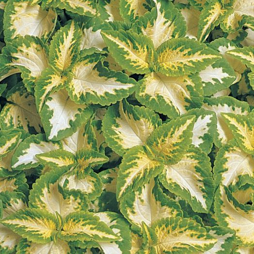 Колеус гибридный (Coleus hybrida) Wizard Jade, 100 семян